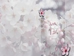 Sakura Blossoms