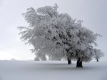 Trees in Winter