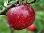 Red Apple