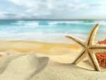 Starfish on the beach