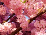 Pink cherry flower