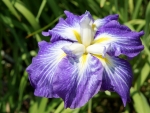 Japanese iris