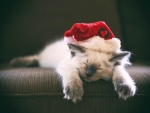 Santa Kitten