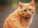 Ginger Cat