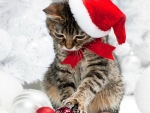 Christmas Cat