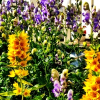 My Grandmother's Garden