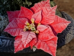 Frozen Poinsettas