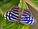 Butterfly on the Green Leaves