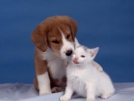 Puppy and Kitten