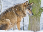 Wolf Resting in the Snow