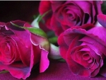 Purple Roses