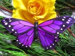 Blue Butterfly on Yellow Rose