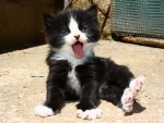 Funny Kitten
