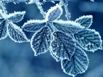 frosted leaves