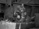 Mom&Kittens.