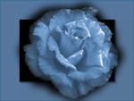 Blue rose