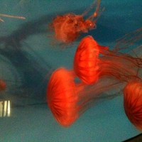 Jelly fish