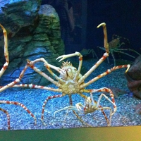 Spider crab