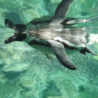 Humbolt Penguin Underwater Full Body