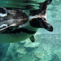 Humbolt Penguin Underwater Close-up