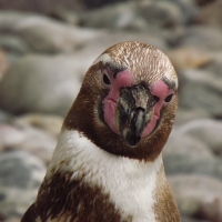 Stunning Humbolt Penguin Close-up