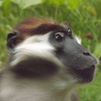 Cherry-crowned Mangaby Close-up