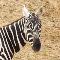 Zebra Close-up