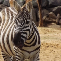 Full Body Zebra