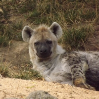 Spotted Hyena Just Woken Up From Sleep