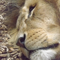 Close-up of Male African Lion Sleeping
