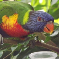 Beautiful Rainbow Lorikeet