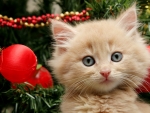 Christmas Kitten