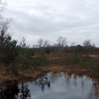 Chobham Common