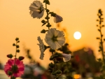 Flowers at sunset