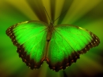 Green Butterfly