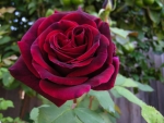 Lovely Rose