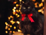 Christmas Kitty â™¥