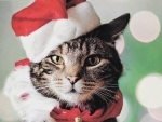 Christmas Cat
