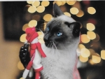 Christmas Cat
