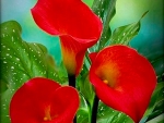 Red calla lily