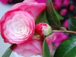 Lovely Camellia