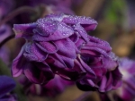 Drops On Wisteria