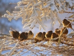 birds in winter