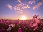 Sunset over the Flowers Field