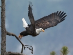 Bald Eagle Flight