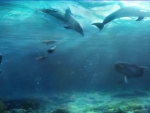 dolphins swimming