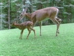 mom and child deers