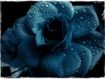 Blue Rose