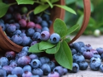 Beautiful Blueberries