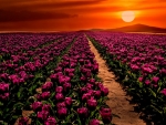Sunset Over The Tulips Field